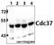 Cell Division Cycle 37 antibody, GTX66645, GeneTex, Western Blot image 