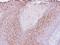 Polymeric Immunoglobulin Receptor antibody, NBP1-32897, Novus Biologicals, Immunohistochemistry frozen image 