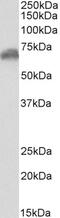 Mitogen-Activated Protein Kinase Kinase 2 antibody, 43-442, ProSci, Western Blot image 