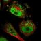 PAX Interacting Protein 1 antibody, PA5-53522, Invitrogen Antibodies, Immunofluorescence image 