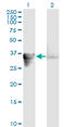 Growth Arrest Specific 2 antibody, LS-C197274, Lifespan Biosciences, Western Blot image 