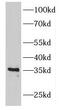 Fructose-Bisphosphatase 2 antibody, FNab03030, FineTest, Western Blot image 