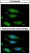 FA Complementation Group G antibody, GTX100164, GeneTex, Immunocytochemistry image 