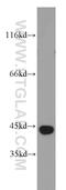 Autophagy Related 4B Cysteine Peptidase antibody, 15131-1-AP, Proteintech Group, Western Blot image 