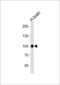 Cadherin 13 antibody, LS-B8997, Lifespan Biosciences, Western Blot image 