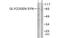 Glycogen Synthase 1 antibody, MBS5301747, MyBioSource, Western Blot image 