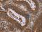 Neuronal Pentraxin 1 antibody, LS-C406625, Lifespan Biosciences, Immunohistochemistry frozen image 
