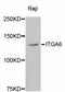 Integrin Subunit Alpha 6 antibody, abx125349, Abbexa, Western Blot image 