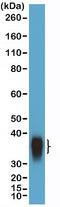 POU Class 2 Homeobox Associating Factor 1 antibody, NBP2-77435, Novus Biologicals, Western Blot image 