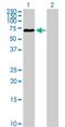 Zinc Finger HIT-Type Containing 6 antibody, H00054680-B01P, Novus Biologicals, Western Blot image 