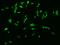 Ceramide Synthase 6 antibody, 206840-T02, Sino Biological, Immunohistochemistry paraffin image 