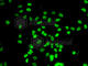 Actin Like 6B antibody, A7108, ABclonal Technology, Immunofluorescence image 