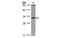 Ankyrin Repeat Domain 45 antibody, MBS837340, MyBioSource, Western Blot image 