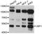 Upstream-binding protein 1 antibody, STJ26025, St John