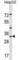 Leucine Zipper Transcription Factor Like 1 antibody, abx030009, Abbexa, Western Blot image 