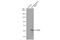 Paired Box 3 antibody, GTX634390, GeneTex, Western Blot image 