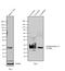 Apolipoprotein A1 antibody, MIA1402, Invitrogen Antibodies, Western Blot image 