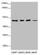 Signal Regulatory Protein Beta 1 antibody, CSB-PA021335LA01HU, Cusabio, Western Blot image 