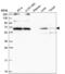 WW Domain Binding Protein 11 antibody, NBP2-58142, Novus Biologicals, Western Blot image 