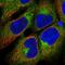 Adaptor Related Protein Complex 1 Subunit Beta 1 antibody, HPA065226, Atlas Antibodies, Immunofluorescence image 