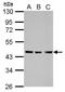 Dynein Axonemal Assembly Factor 4 antibody, GTX118239, GeneTex, Western Blot image 
