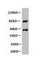 Phospholipase A2 Group VII antibody, CSB-MA089171A0m, Cusabio, Western Blot image 