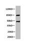 Platelet-activating factor acetylhydrolase antibody, CSB-MA089171A0m, Cusabio, Western Blot image 