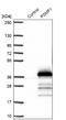 Proteasome Inhibitor Subunit 1 antibody, NBP1-80911, Novus Biologicals, Western Blot image 