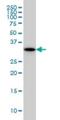 Regulation Of Nuclear Pre-MRNA Domain Containing 1A antibody, H00055197-M01, Novus Biologicals, Western Blot image 