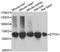 Electron Transfer Flavoprotein Dehydrogenase antibody, A6585, ABclonal Technology, Western Blot image 