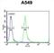 HemK Methyltransferase Family Member 1 antibody, abx026034, Abbexa, Flow Cytometry image 