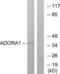 Adenosine receptor A1 antibody, LS-C120622, Lifespan Biosciences, Western Blot image 