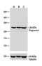 Troponin I1, Slow Skeletal Type antibody, 701585, Invitrogen Antibodies, Western Blot image 