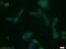 CASP8 And FADD Like Apoptosis Regulator antibody, 10394-1-AP, Proteintech Group, Immunofluorescence image 
