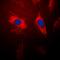 Galectin 1 antibody, orb4299, Biorbyt, Immunofluorescence image 