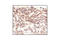 BCL2 Like 1 antibody, 2764S, Cell Signaling Technology, Immunohistochemistry frozen image 