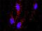 Paired Like Homeodomain 2 antibody, H00005308-D01P, Novus Biologicals, Proximity Ligation Assay image 