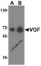 VGF Nerve Growth Factor Inducible antibody, 4611, ProSci, Western Blot image 