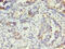 K10 antibody, CSB-PA012504LA01HU, Cusabio, Immunohistochemistry frozen image 