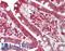 CD86 antibody, LS-B11911, Lifespan Biosciences, Immunohistochemistry frozen image 