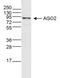 Argonaute RISC Catalytic Component 2 antibody, MA5-23515, Invitrogen Antibodies, Western Blot image 