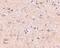 VGF Nerve Growth Factor Inducible antibody, ab69989, Abcam, Immunohistochemistry paraffin image 