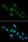 HLA class I histocompatibility antigen, A-1 alpha chain antibody, A2167, ABclonal Technology, Immunofluorescence image 