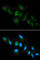 Major Histocompatibility Complex, Class I, A antibody, A2167, ABclonal Technology, Immunofluorescence image 