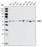 Checkpoint Kinase 2 antibody, NBP1-47549, Novus Biologicals, Western Blot image 