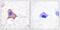 Transferrin Receptor antibody, P30443, Boster Biological Technology, Immunohistochemistry paraffin image 