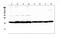 Peptidylprolyl Isomerase B antibody, PA2151, Boster Biological Technology, Western Blot image 