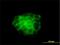 Keratin 4 antibody, H00003851-M01, Novus Biologicals, Immunofluorescence image 