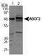 ATP Binding Cassette Subfamily F Member 2 antibody, PA3-16796, Invitrogen Antibodies, Western Blot image 