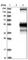 TNF Receptor Superfamily Member 10b antibody, HPA023625, Atlas Antibodies, Western Blot image 